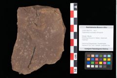 Foto (Objekt + Etikett) von Glyptostrobus europaeus Brongniart (NHMW-GEO-2024-0188-0176)